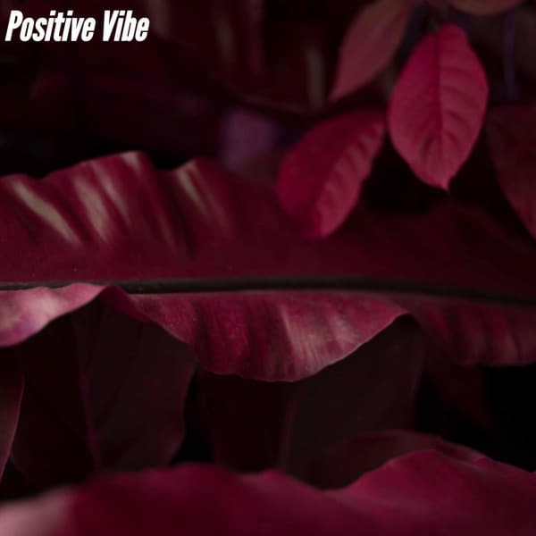 Bossa Nova Project