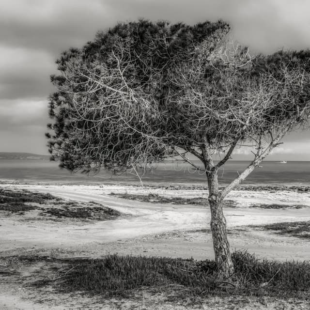 Maple Leaf Sojourn - Arctic Comfort