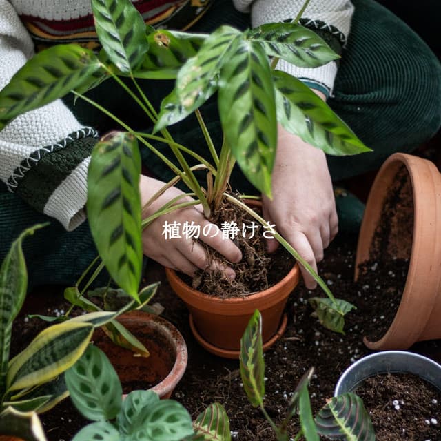 植物の静けさ - Montreal Jazz Classics