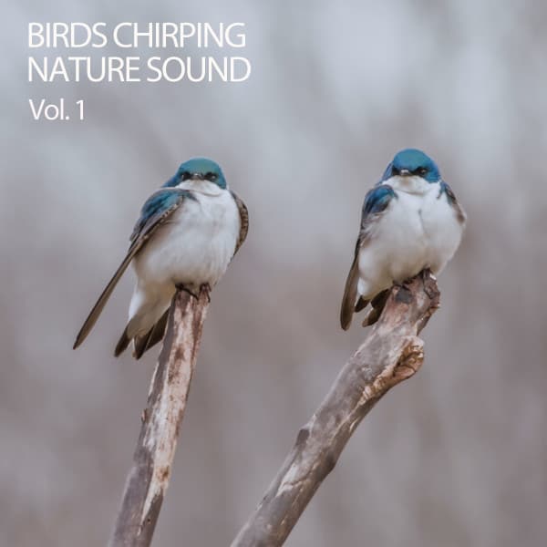 Birds Chirping Nature Sound Vol. 1 - Birds In The Forest