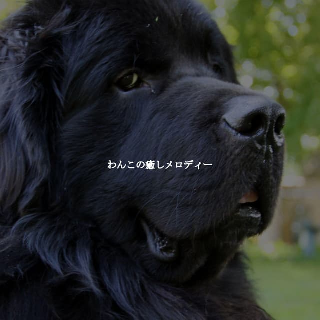 わんこの癒しメロディー - Rilassante Jazz Musica