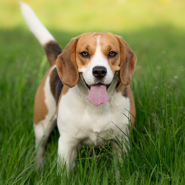 Nature Paws Symphony: Serene Stormy Chill for Happy Dogs - Global Thunderstorm Project