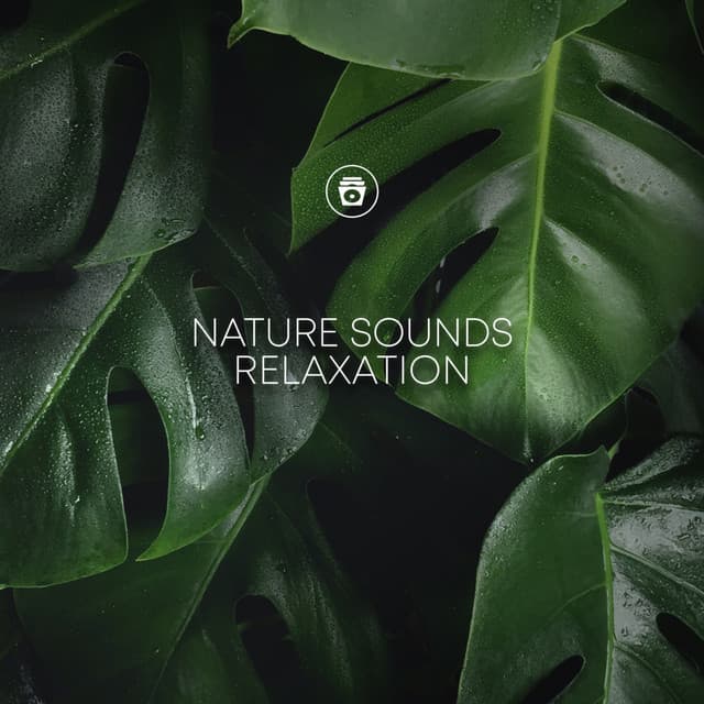 Nature Sounds Relaxation - Rain Recorders