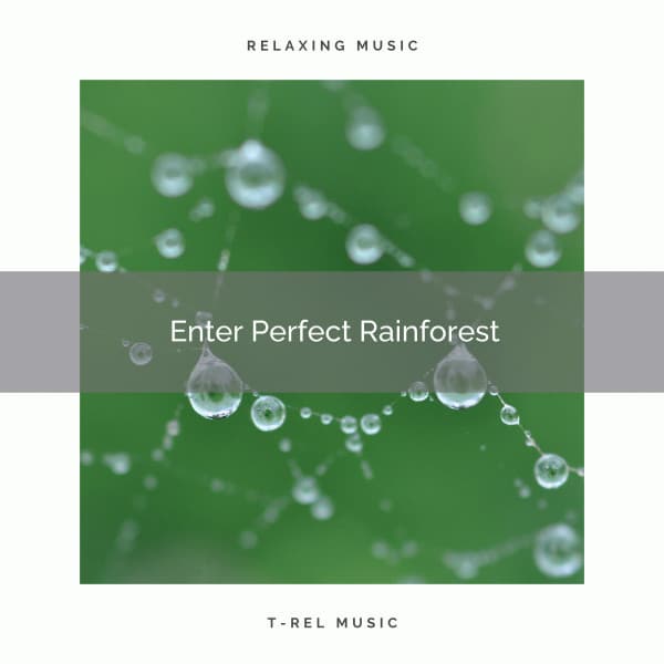! Enter Perfect Rainforest - Rain Recorders