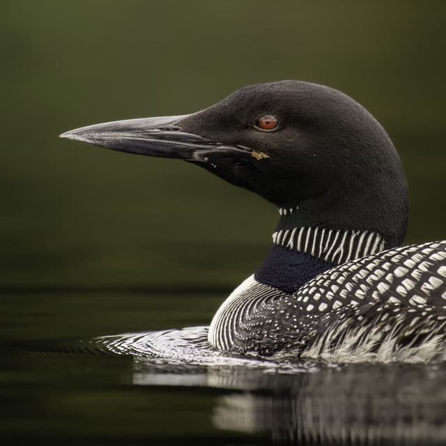 Calm Callings: Loon Sounds for Mind Relaxation - Nature Is Calling