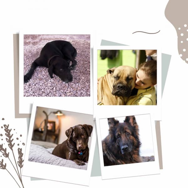 Ambiance for Sweet Pups - Dogs at Home