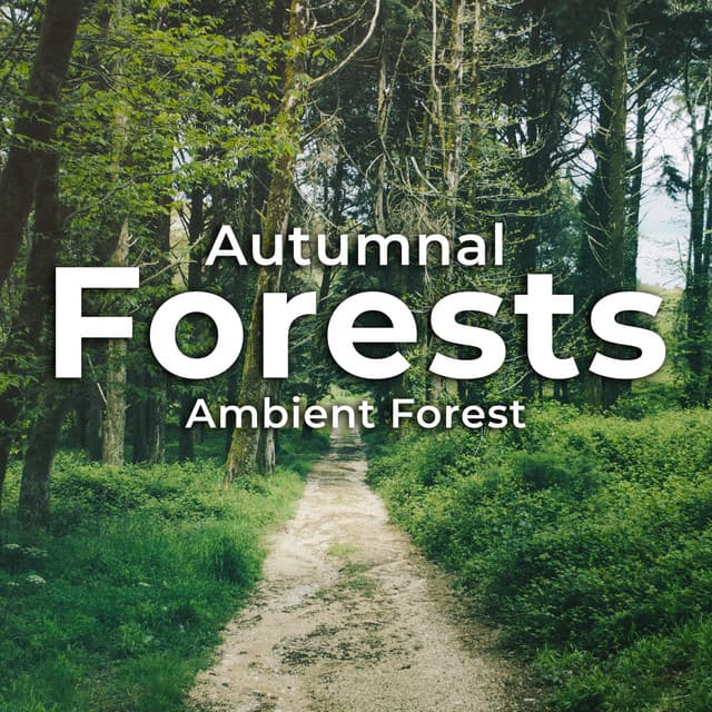 Autumnal Forests - Ambient Forest