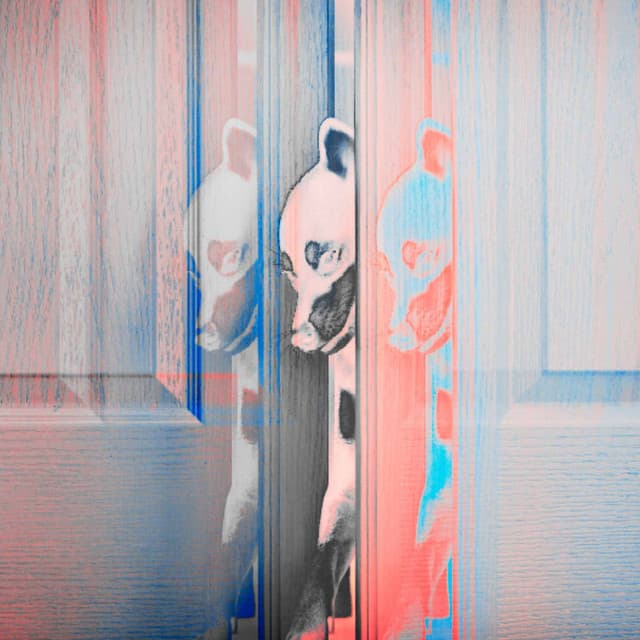 Backdrop for Serene Doggy - Dog Relaxation Music