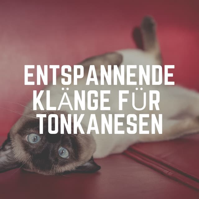 Entspannende Klänge für Tonkanesen - Katzenmusik