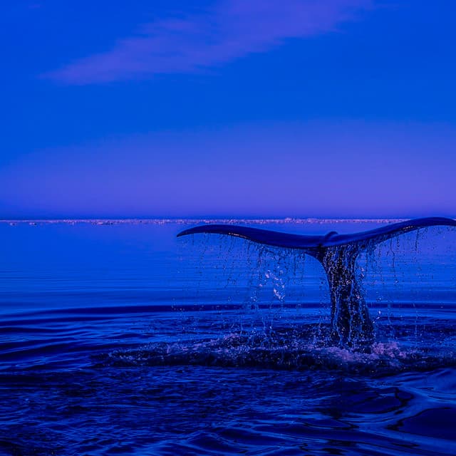 50 Ambient Waves:Bedtime Drifts - Seascapers