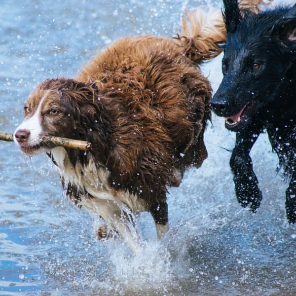 Music for Dog Anxiety - Fun Piano - Relaxing Dog Music Seduction