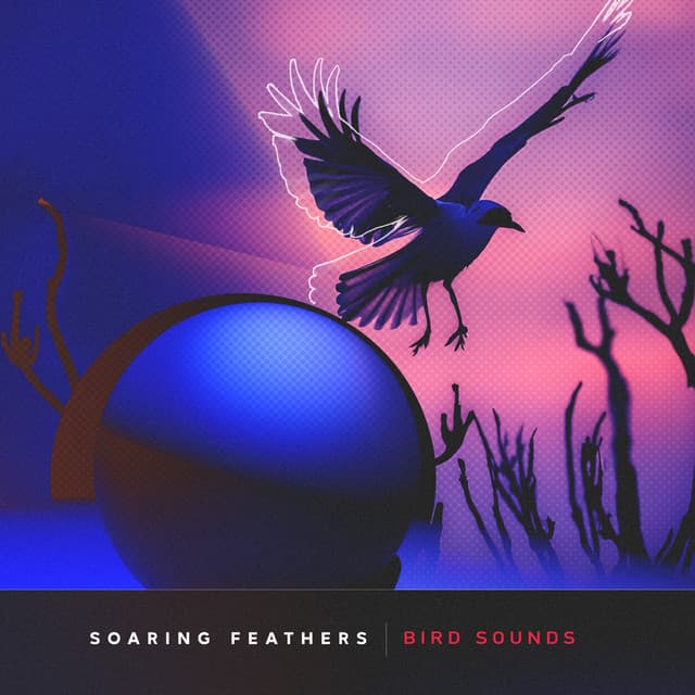 Soaring Feathers - Bird Sounds