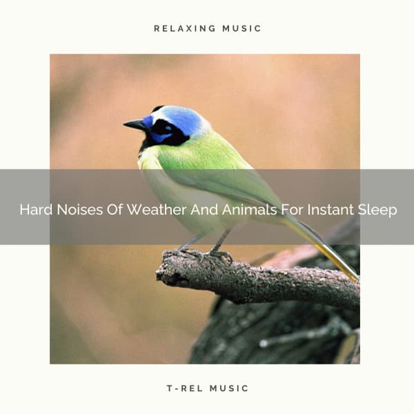 Hard Noises Of Weather And Animals For Instant Sleep - The Noise Project