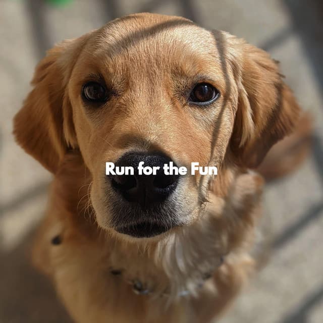 Run for the Fun - Lavoro da Casa Musica Di Sottofondo