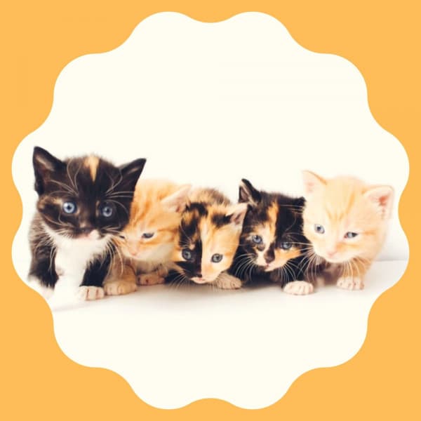 Music for Classic with Cats - Soothing Cat Music