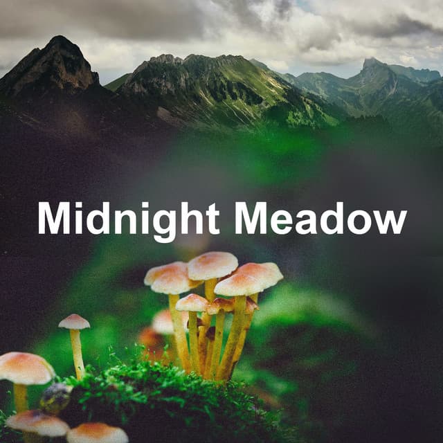 Midnight Meadow - Owl Sounds Recordings