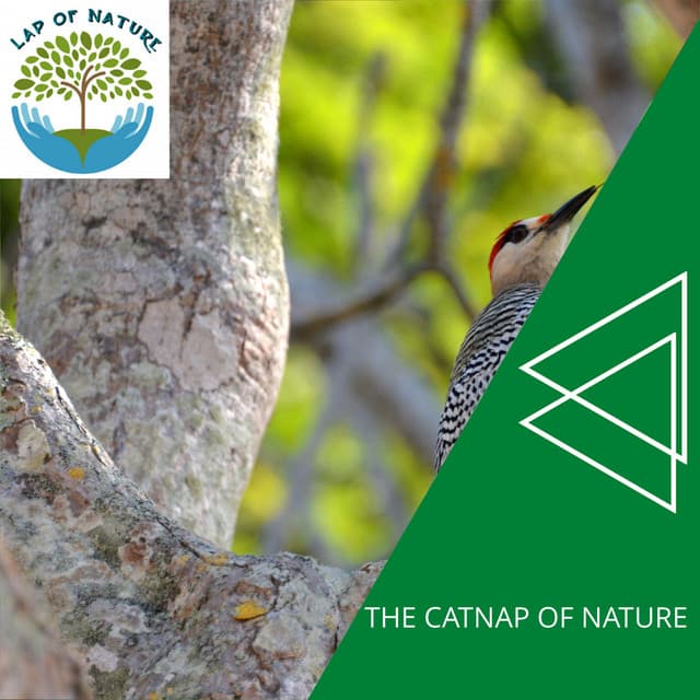 The Catnap of Nature - Calm Music