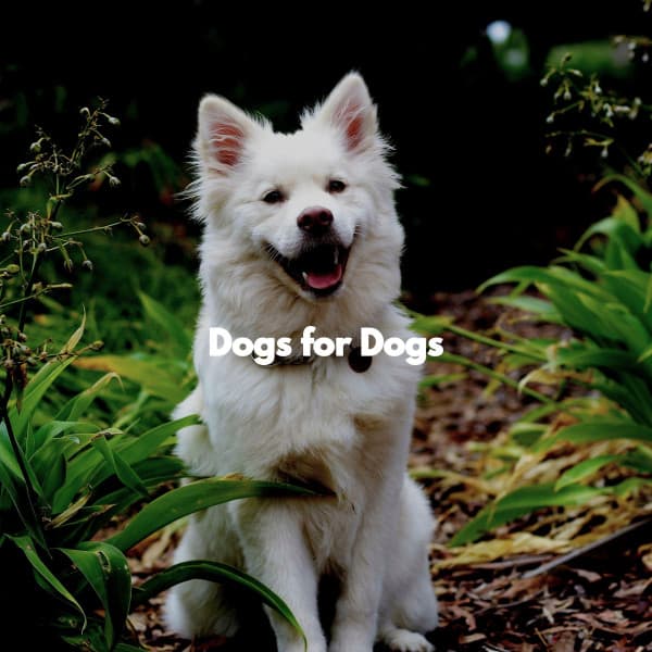 Dogs for Dogs - Soft Jazz Songs