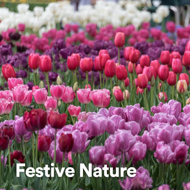 Festive Nature - Nature's Noise