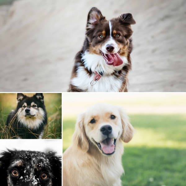 Backdrop for Sleeping Soundly - Dogs at Home