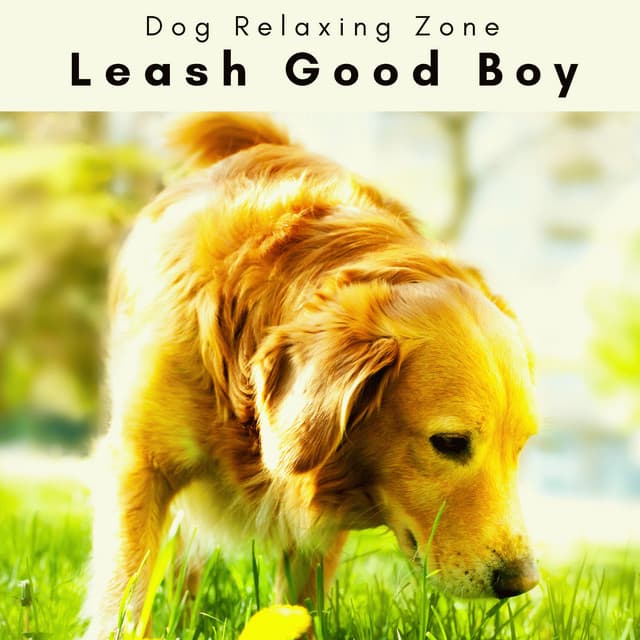 2 0 2 3 Leash Good Boy - Dog Relaxing Zone