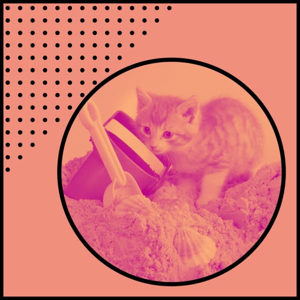 Music for Afternoon and Cats - Musica para Gatos