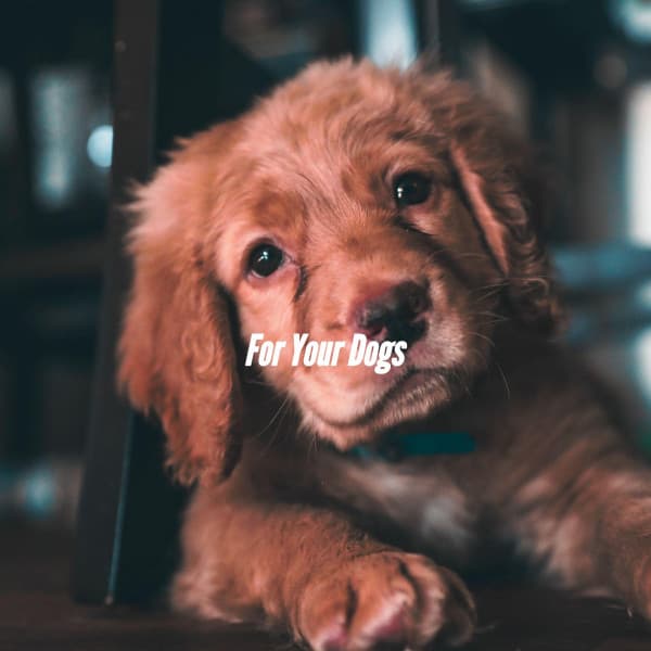 For Your Dogs - Musica per Cucinare
