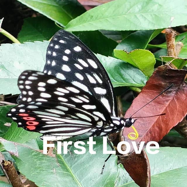 First Love - PurePiano