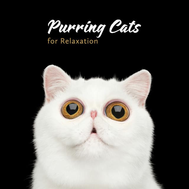 Purring Cats for Harmony - Ayurveda Zen