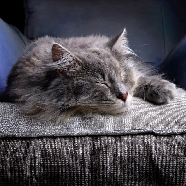 Música Lofi Suave: Melodías Para Gatos - Ondas suaves