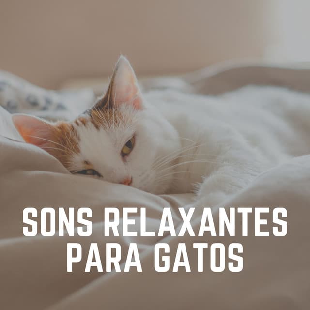 Sons Relaxantes para Gatos - Musica para Gatos