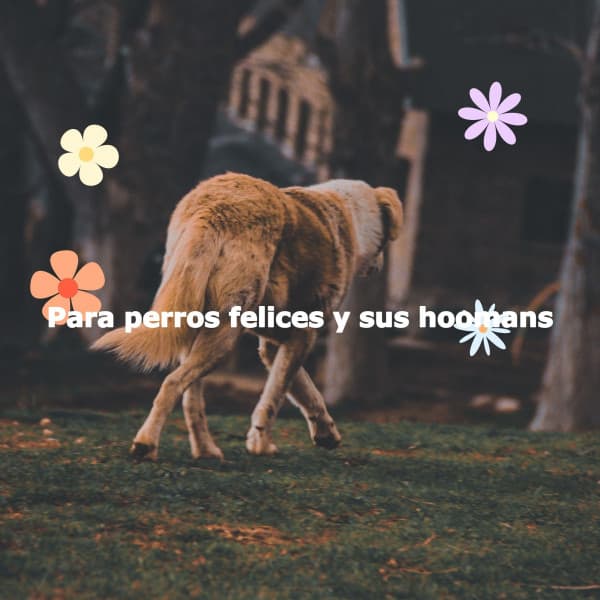 Para perros felices y sus hoomans - Easy Listening Background Jazz