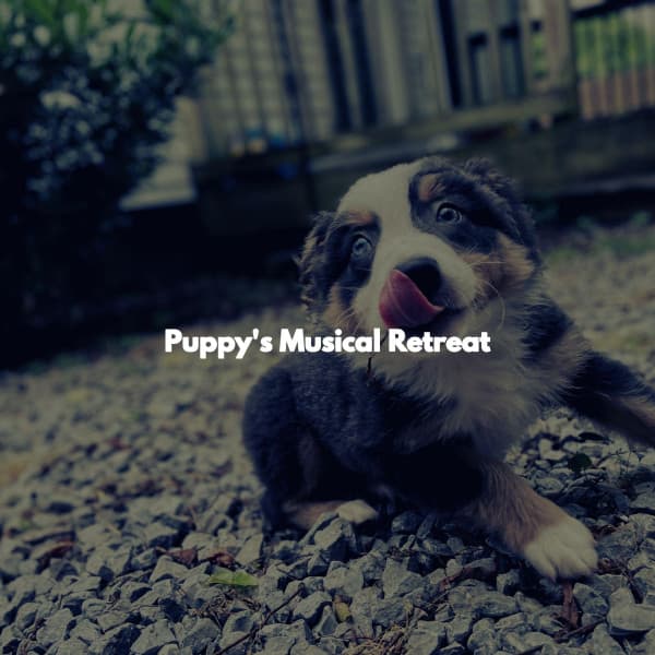 Puppy's Musical Retreat - Harlem Jazz Guitar Quartet